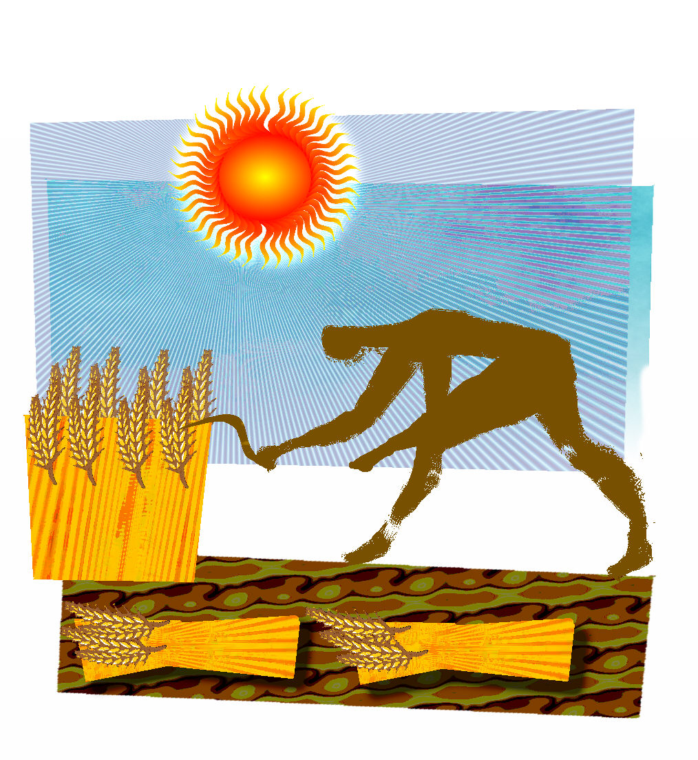 harvest